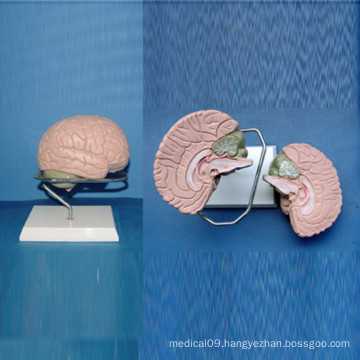 Brain Medical Anatomy Model for Demonstration (R050106)